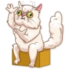 Pretty Cat 9