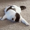 Cats cats Cats 17