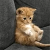 Cats cats Cats 19