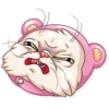 Pretty Cat 14