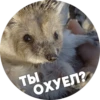 ? Hedgehog memes 17
