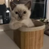 Cats cats Cats 21