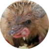 ? Hedgehog memes 18
