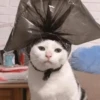 Cats cats Cats 23