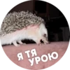 ? Hedgehog memes 19
