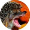 ? Hedgehog memes 20