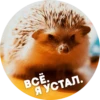 ? Hedgehog memes 21