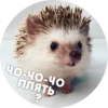 ? Hedgehog memes 22