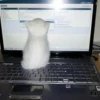 Cats cats Cats 26