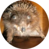 ? Hedgehog memes 23
