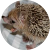 ? Hedgehog memes 25
