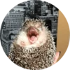 ? Hedgehog memes 26