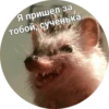 ? Hedgehog memes 28