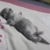 Cats cats Cats 28