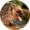 ? Hedgehog memes 29
