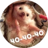 ? Hedgehog memes 30