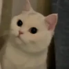 Cats cats Cats 29
