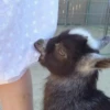 Not my animal by 3