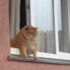 Not my animal by 5