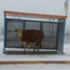 Not my animal by 6