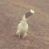 Not my animal by 7