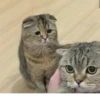 Toxic meow by 8