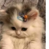 Toxic meow by 9