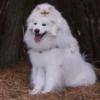 Not my animal by 9
