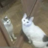 Toxic meow by 13
