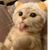 Toxic meow by 14