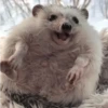 Not my animal by 14