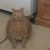 @TheRealCatato