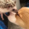 Not my animal by 15