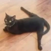 Not my animal by 16