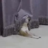 Not my animal by 17