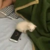 Not my animal by 25