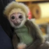 Not my animal by 26