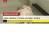 LIVE BREAKING NEWS КИСА НАЕЛАСЬ И ТЕПЕРЬ НЕ МОЖЕТ ВСТАТЬ 22:17 ЗАЧЕМ ТЫ ТАК МНОГО КУШАЛА, КИСА?