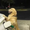 Not my animal by 29