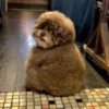 Not my animal by 30