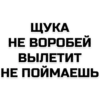 phrases 5