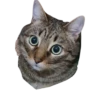 Zhuk_kit 8