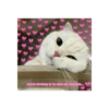 Meow 20