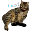 Zhuk_kit 11