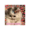 Meow 29