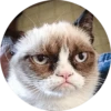 Cats Cats Cats 5