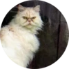 Cats Cats Cats 6