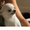 Animal mood 7