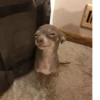 Animal mood 12