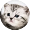 Cats Cats Cats 8